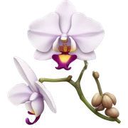 Orchid sticker