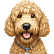 Golden doodle  sticker