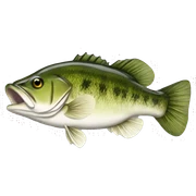 Largemouth Bass sticker