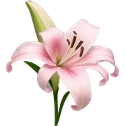light pink lilium sticker