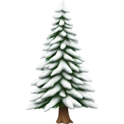  actual white fir christmas tree isolated.  sticker