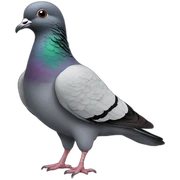 pigeon-pigeon-pigeon sticker