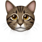Dark brown tabby  sticker