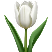 white tulips sticker