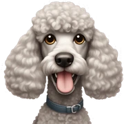 Poodle  sticker