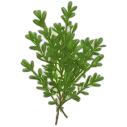 thyme sticker