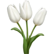 white tulips sticker