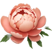 Salmon color Peony flower sticker
