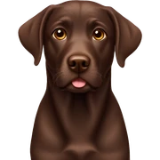 Chocolate Labrador sticker
