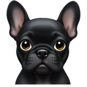 Solid black Frenchie pup  sticker