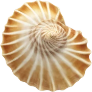Shell sticker