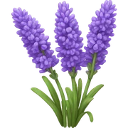 Lavender  sticker