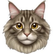 Maine coon cat sticker