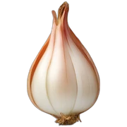 shallot sticker