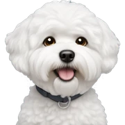 Bichon frise  sticker
