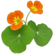 nasturtium sticker