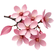 Sakura  sticker