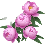 Peonies  sticker
