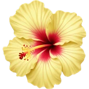 light yellow hibiscus sticker