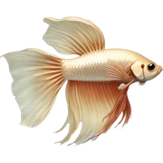 Beige Siamese fighting fish sticker