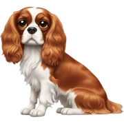 Cavalier King Charles Spaniel  sticker