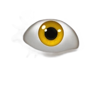 anatomy eye scheme sticker