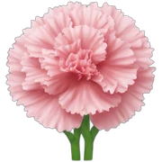 carnation sticker
