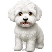 White maltipoo sticker