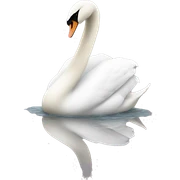 Swans sticker