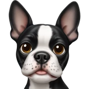 Boston terrier sticker