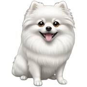 Pomeranian-white sticker