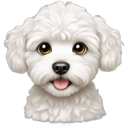 baby white maltipoo sticker