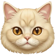 Cream blonde persian shorthair cat face close up sticker