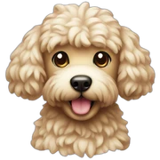 Caniche toy sticker