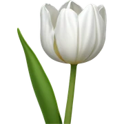 white tulip sticker