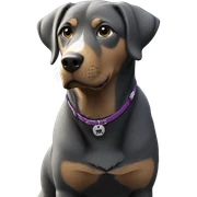 dog with collar in focus sticker
