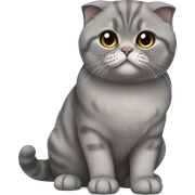 Gray Scottish fold sitting sticker
