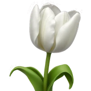 White tulip sticker