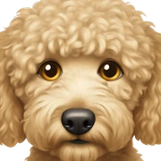 golden doodle with hazel eyes and rly light hair sticker
