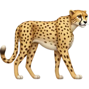 cheetah sticker