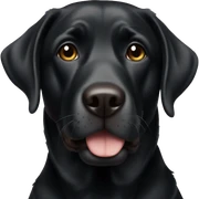 Black lab sticker
