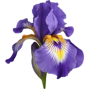 iris sticker