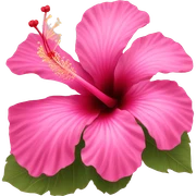 Hibiscus pink sticker