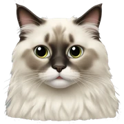 Ragdoll cat sticker