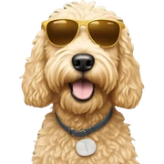 Golden doodle with sunglasses sticker