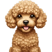 Toy poodle  sticker