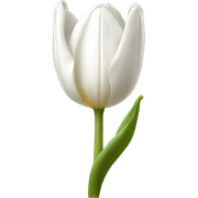 White tulip sticker