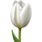 White tulip  sticker