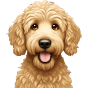 Golden doodle  sticker