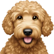 Goldendoodle named Jupiter sticker
